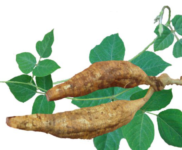 NHŨNG LỢI ÍCH CỦA BỘT SẮN DÂY