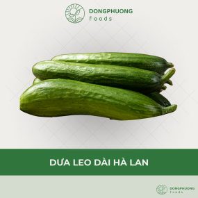 DƯA LEO HÀ LAN GIỐNG DÀI