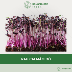 Rau Cải Mầm Đỏ