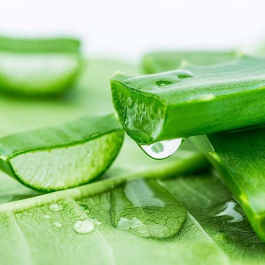 Nước nha đam cô đặc hữu cơ