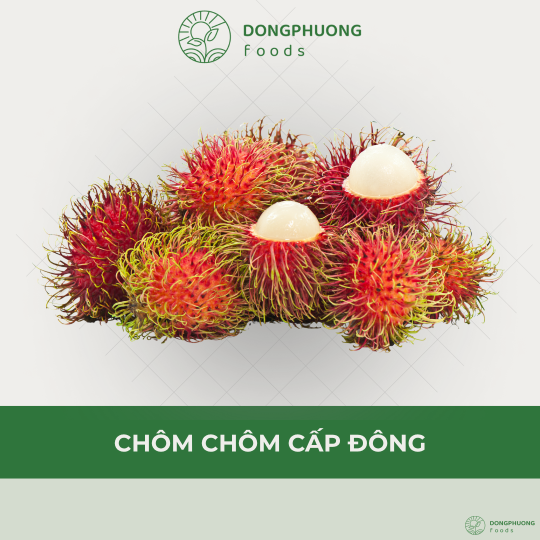 CHÔM CHÔM CẤP ĐÔNG 