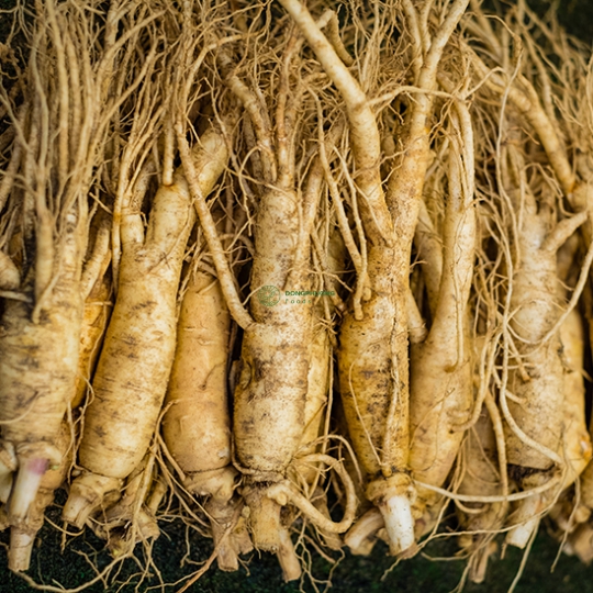 CỦ NHÂN SÂM TƯƠI LOẠI NHỎ