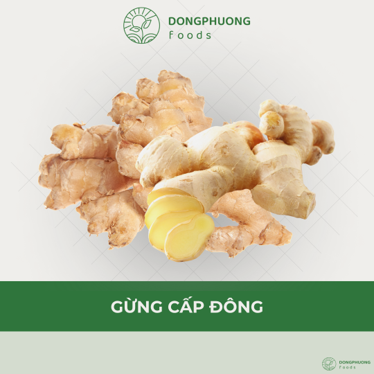 GỪNG CẤP ĐÔNG