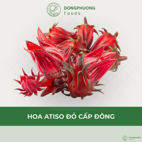 HOA ATISO ĐỎ CẤP ĐÔNG