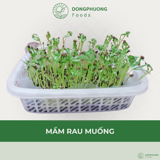 Mầm Rau muống 