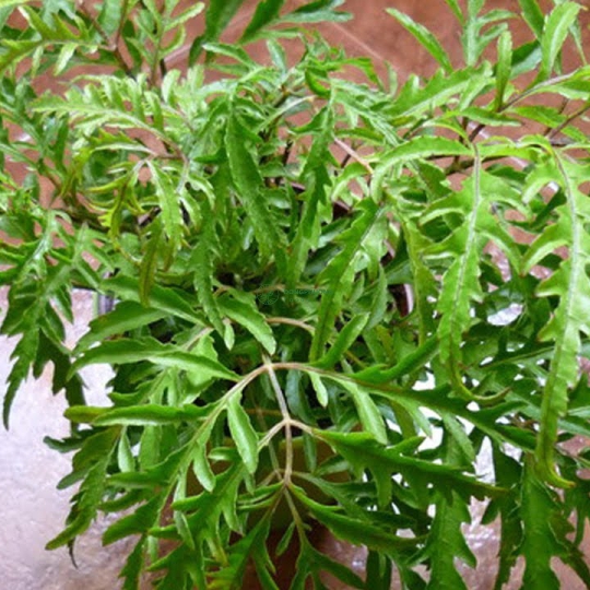 Rau Đinh Lăng (100gr)