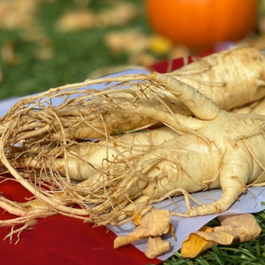 CỦ NHÂN SÂM TƯƠI LOẠI LỚN