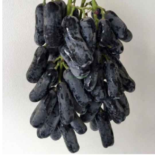 Nho Đen Móng Tay (500gr)