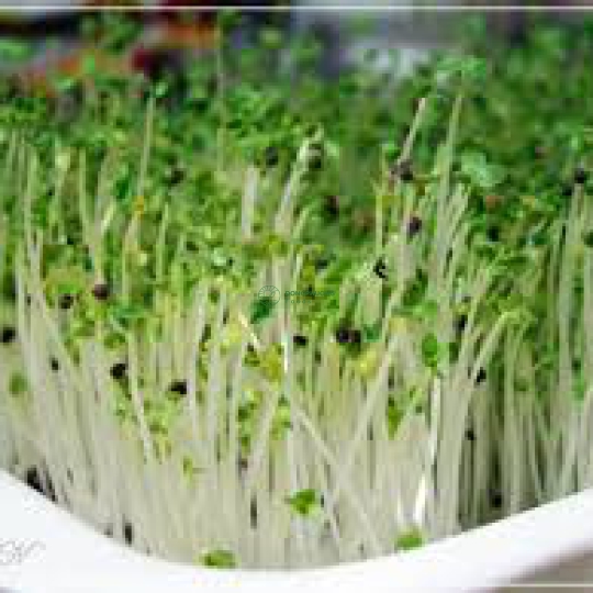 Rau Cải Mầm (100gr/hộp)