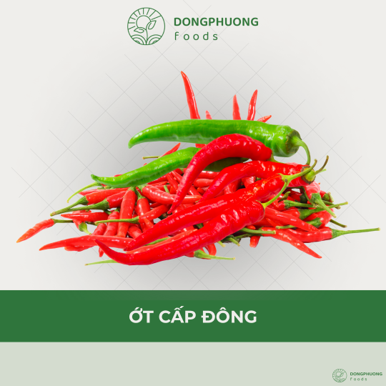 ỚT CẤP ĐÔNG
